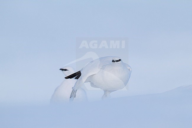 Rock Ptarmigan - Alpenschneehuhn - Lagopus muta ssp. helvetica, Germany, adult male, winter plumage stock-image by Agami/Ralph Martin,