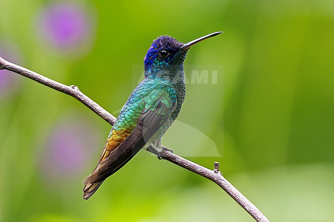 Golden-tailed Sapphire (Chrysuronia oenone oenone) male perched on a thin twig, with plain background stock-image by Agami/Andy & Gill Swash ,