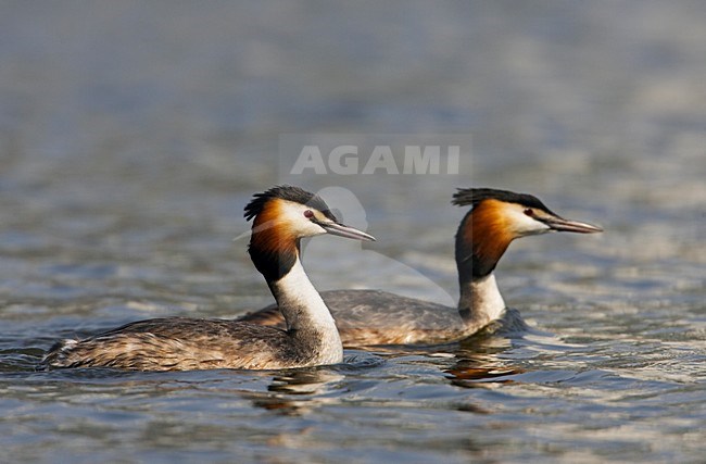 Paartje Futen; Pair of Great Crested Grebe stock-image by Agami/Markus Varesvuo,