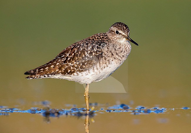 Wood Sandpiper sitting on the mud near Florence, Italy. April 2017. stock-image by Agami/Vincent Legrand,