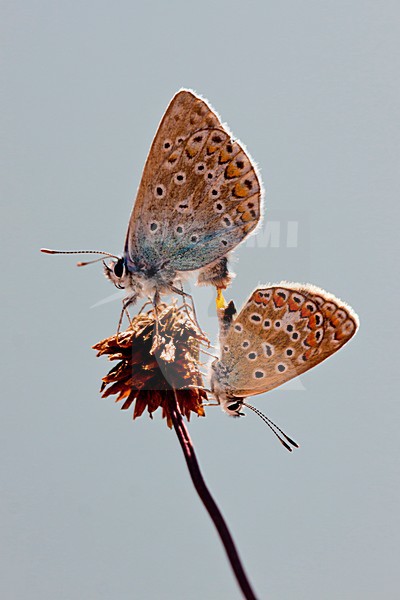 Icarusblauwtje, Common Blue stock-image by Agami/Theo Douma,