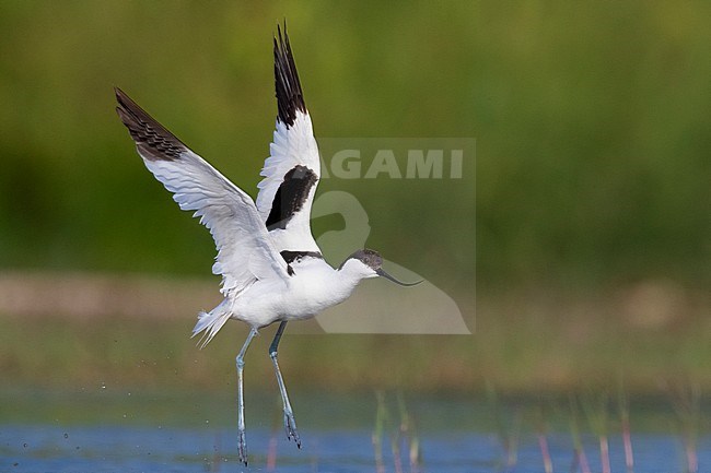Pied Avocet (Recurvirostra avosetta), adult in flight, Campania, Italy stock-image by Agami/Saverio Gatto,