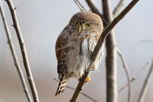 A Northern Pygmy Owl giving away close up views near Salmon Arm, British Colombia, Canada stock-image by Agami/Jacob Garvelink,