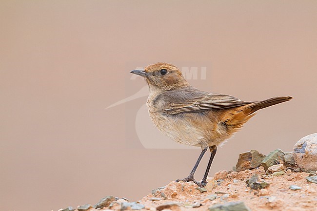 Red-rumped Wheatear - Fahlbürzel-Steinschmätzer - Oenanthe moesta, Morocco, adult female stock-image by Agami/Ralph Martin,