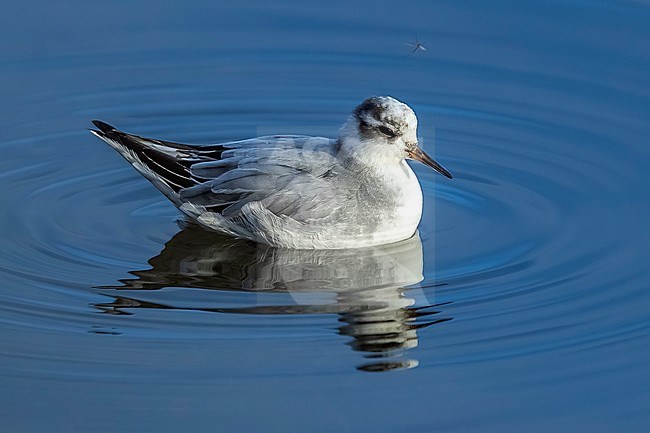 First-winter Red Phalarope (Phalaropus fulicarius) swimming on the Spuikon, Oostende, West Flanders, Belgium. stock-image by Agami/Vincent Legrand,