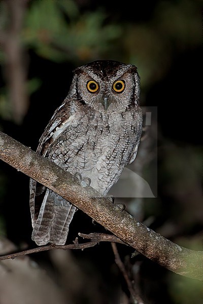 Birds of Peru, the Peruvian Screech-Owl stock-image by Agami/Dubi Shapiro,