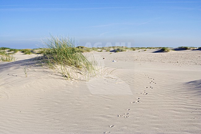 Duinvorming Vlieland Nederland; Dune growth Vlieland Netherlands stock-image by Agami/Marc Guyt,