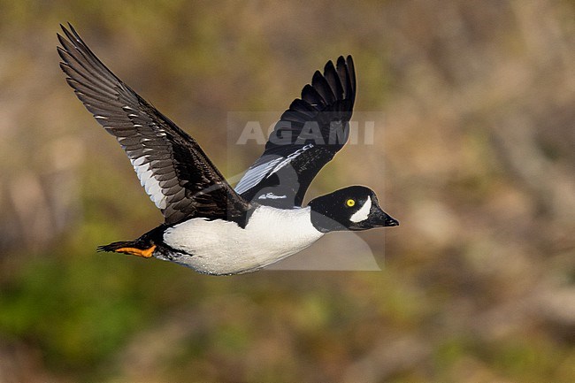 Barrow's Goldeneye (Bucephala islandica), side view of an adult male in flight, Northeastern Region, Iceland stock-image by Agami/Saverio Gatto,