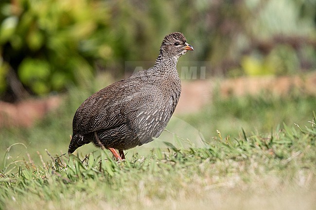 Cape Spurfowl (Pternistis capensis), side view of an adult female standing on the ground, Western Cape, South Africa stock-image by Agami/Saverio Gatto,