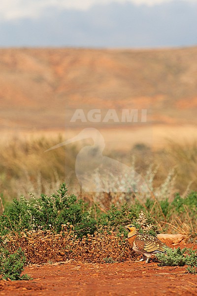 Pin-tailed Sandgrouse (Pterocles alchata) in steppes near Belchite in Spain. Male standing in wide landscape. stock-image by Agami/Marc Guyt,
