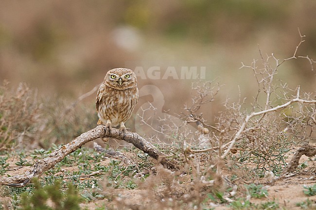 Little Owl - Steinkauz - Athene noctua saharae, Morocco, adult stock-image by Agami/Ralph Martin,