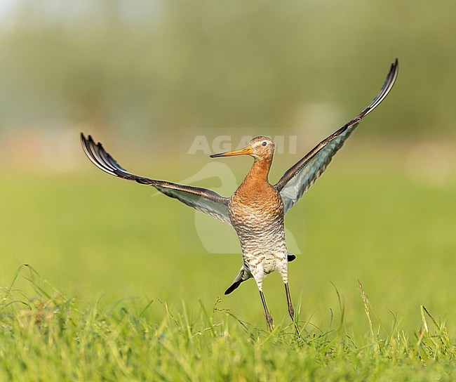 Adult Black-tailed Godwit, Limosa limosa, during late spring in meadows at Waterland, Netherlands. stock-image by Agami/Marc Guyt,