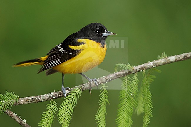 Adult male Baltimore Oriole (Icterus galbula) perched on a small branch in Galveston County, Texas, USA, during spring migration. stock-image by Agami/Brian E Small,