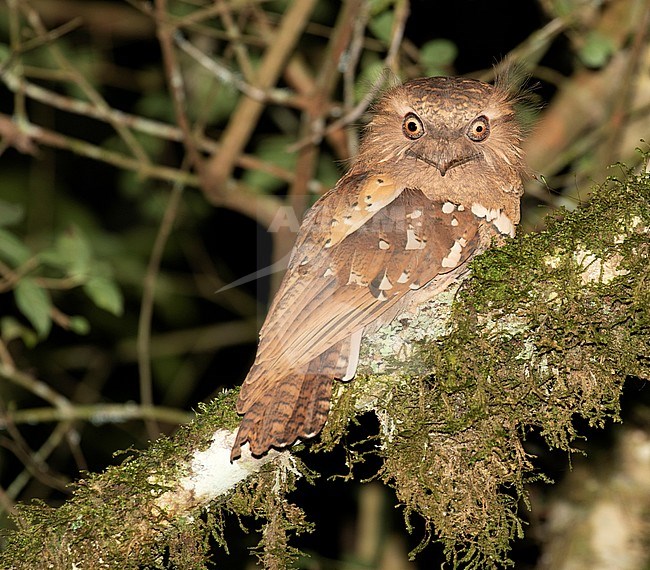 Philippine frogmouth (Batrachostomus septimus) on the Philippine. Looking down for possible prey. stock-image by Agami/Pete Morris,