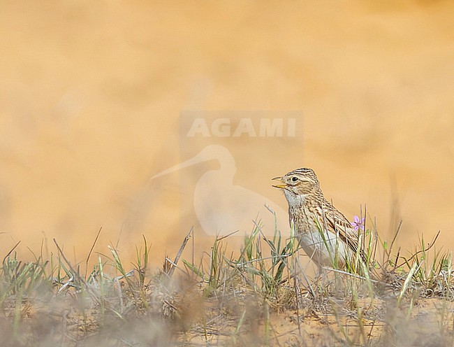 Singing mal Lesser short-toed lark (Alaudala rufescens minor) in Israel. Also known as Mediterranean Short-toed Lark. stock-image by Agami/Yoav Perlman,