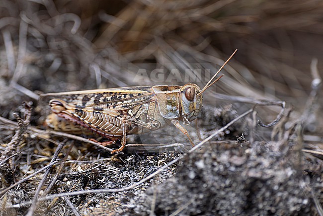 female italian locust (calliptamus italicus) found in Brandenburg in Eastern Germany stock-image by Agami/Mathias Putze,