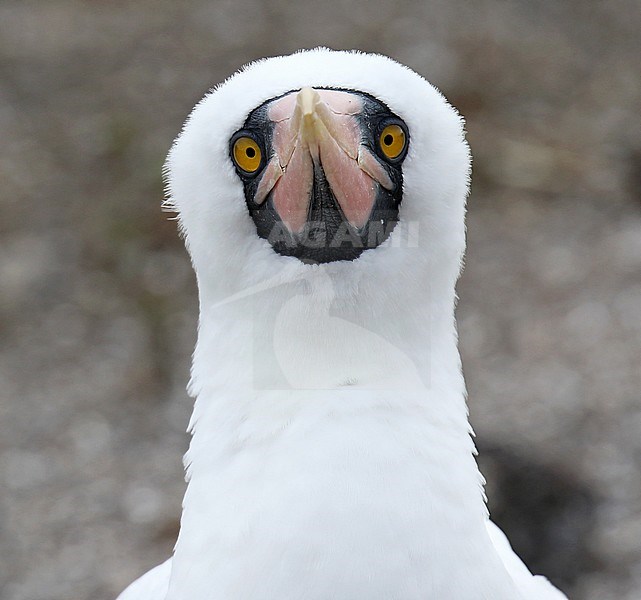 Adult Nazca Booby (Sula granti) in the breeding colony on the Galapagos islands, Ecuador. Staring in the sky. stock-image by Agami/Dani Lopez-Velasco,