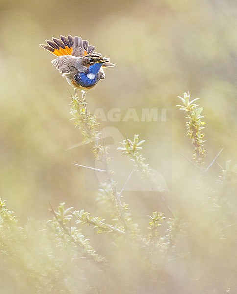 Male White-spotted bluethroat (Luscinia svecica cyanecula) displaying in dunes of Katwijk, Netherlands. stock-image by Agami/Menno van Duijn,