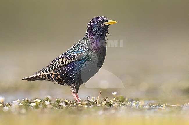 Common Starling (Sturnus vulgaris) at water edge in Italy. stock-image by Agami/Daniele Occhiato,