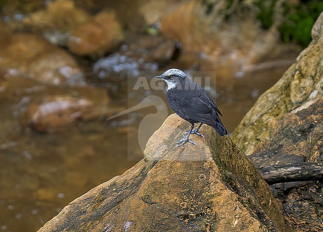 White-capped Dipper (Cinclus leucocephalus leucocephalus) adult perched on a rock  in a fast-flowing river stock-image by Agami/Andy & Gill Swash ,