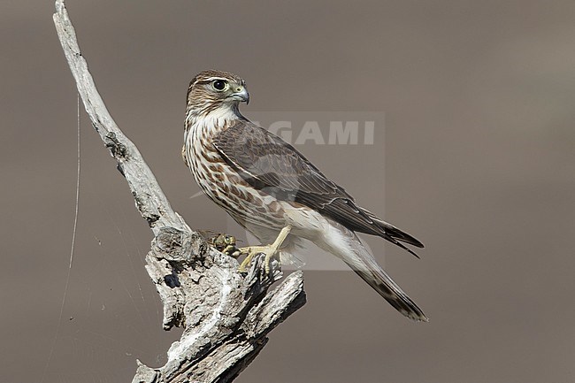 Adult female Taiga Merlin (Falco columbarius columbarius) wintering in Riverside County, California, in November. Perched on a dead branch against a dull brown background. stock-image by Agami/Brian E Small,