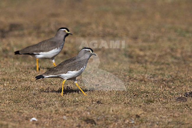 two foraging Spot-breasted Lapwings (Vanellus melanocephalus) found at Gaysay plains in ethiopian highlands of Bale Mountains stock-image by Agami/Mathias Putze,