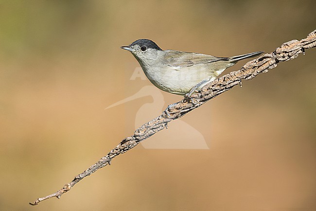 Male Eurasian Blackcap stock-image by Agami/Alain Ghignone,