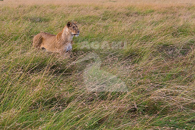 A lioness, Panthera leo, in the savannah, Masai Mara, Kenya. Kenya. stock-image by Agami/Sergio Pitamitz,