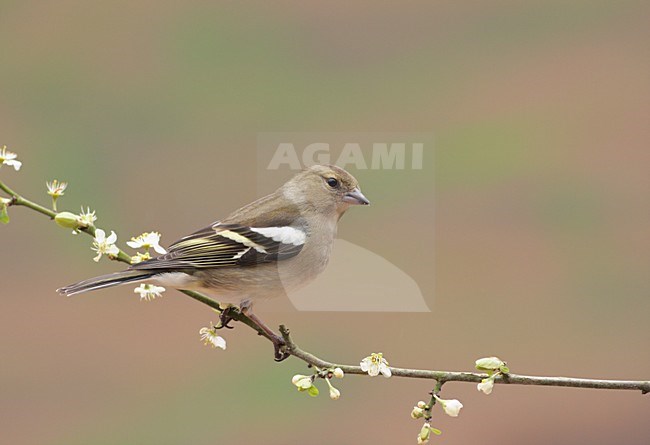 Vrouwtje Vink in zit; Female Common Chaffinch perched stock-image by Agami/Reint Jakob Schut,
