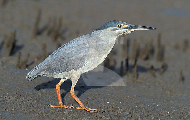 Little Heron (Butorides atricapilla macrorhyncha) taken at Burnett Heads  - Bundaberg - Australia. stock-image by Agami/Aurélien Audevard,