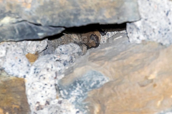 Common Pipistrelle (Pipistrellus pipistrellus) wintering in a tunnel near Yvoir, Namur, Belgium. stock-image by Agami/Vincent Legrand,