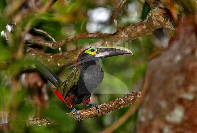 Yellow-eared Toucanet (Selenidera spectabilis) perched on a branch stock-image by Agami/Greg & Yvonne Dean,