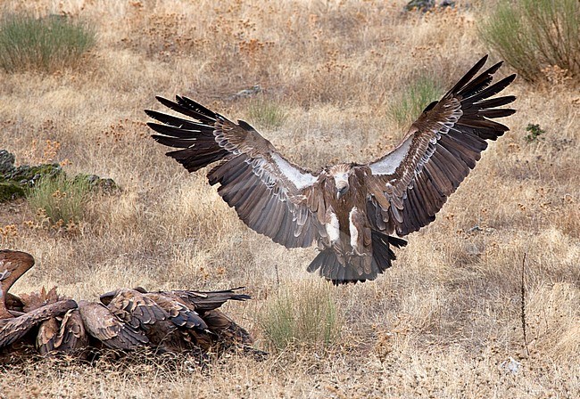 Vale Gier, Griffon Vulture stock-image by Agami/Anja Nusse,