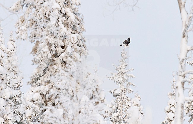 Male Western Capercaillie (Tetrao Urogallus) perched in a snow covered tree in forest near Salla in Finland. stock-image by Agami/Markus Varesvuo,