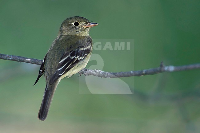 Adult Yellow-bellied Flycatcher (Empidonax flaviventris) perched on a twig in Aitkin County, Minnesota, USA. stock-image by Agami/Brian E Small,