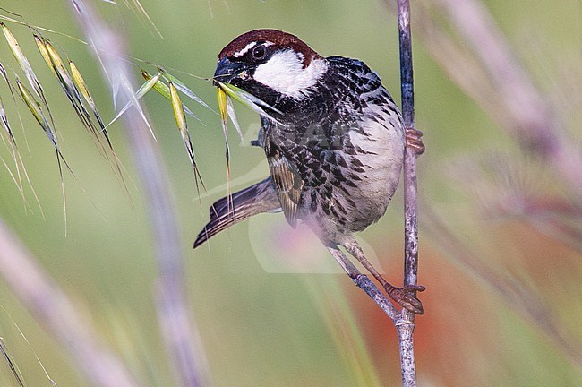 Adult male Spanish Sparrow (Passer hispaniolensis) on the island of Lesvos (Greece). Eating seads. stock-image by Agami/Marc Guyt,