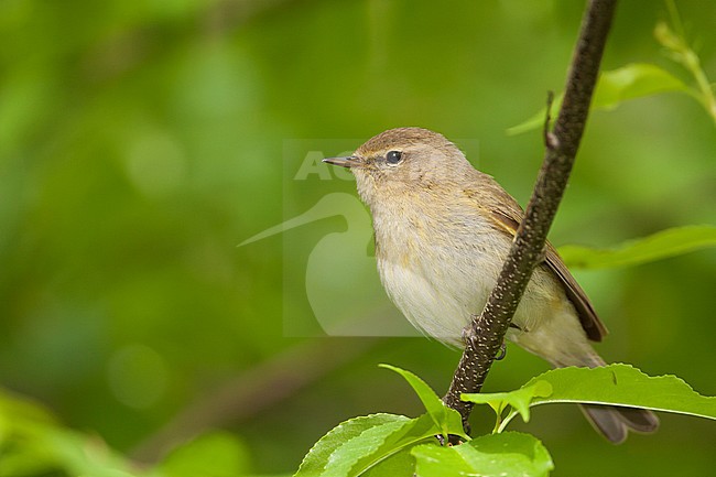 Common Chiffchaff - Zilpzalp - Phylloscopus collybita ssp. collybita, Germany stock-image by Agami/Ralph Martin,