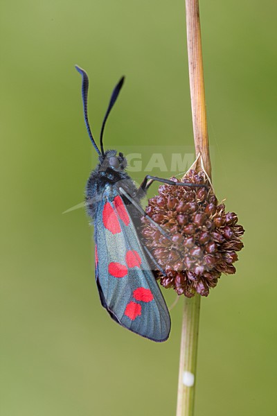 Sint-Jansvlinder; Six-Spotted Burnet stock-image by Agami/Arnold Meijer,
