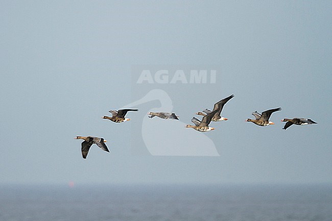 Greater White-fronted Goose - Anser albifrons ssp. albifrons, Germany, migrating stock-image by Agami/Ralph Martin,