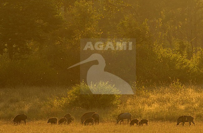 Wilde zwijnen, Wild boars stock-image by Agami/Danny Green,