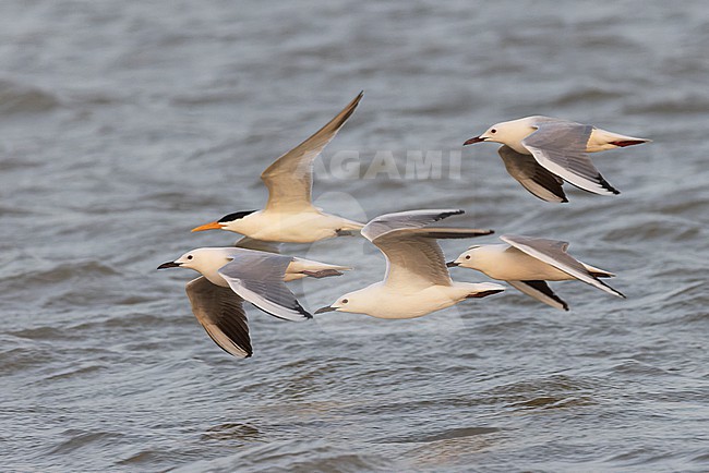 Four Slender-billed Gulls (Chroicocephalus genei) in adult summer plumage in flight and a West African Crested Tern (Thalasseus albididorsalis) in flight. stock-image by Agami/David Monticelli,