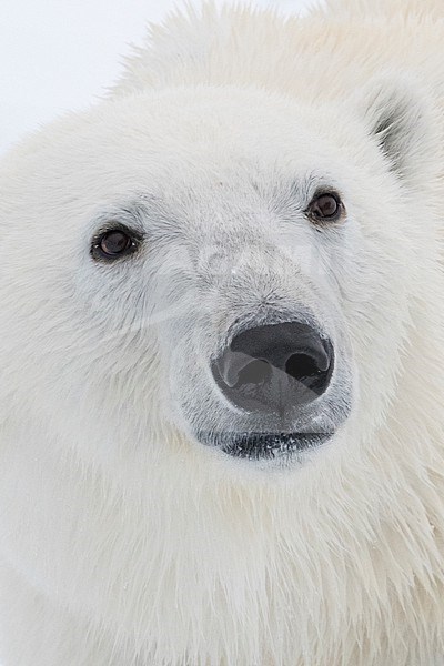 A polar bear portrait, Ursus maritimus. North polar ice cap, Arctic ocean stock-image by Agami/Sergio Pitamitz,