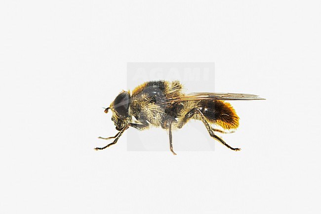 Wollig gitje, Cheilosia illustrata stock-image by Agami/Wil Leurs,