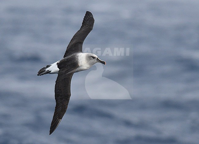 Adult Grey-headed Albatross (Thalassarche chrysostoma) in flight over the southern Atlantic ocean between Ushuaia (Argentina) and South Georgia. stock-image by Agami/Laurens Steijn,