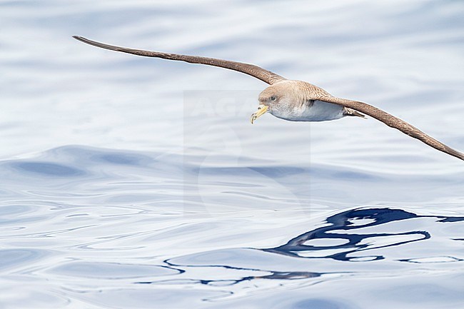 Cory's Shearwater (Calonectris borealis) off Madeira. Flying over the Atlantic ocean. stock-image by Agami/Marc Guyt,