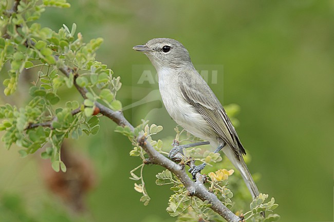 Adult Least Bell's Vireo (Vireo bellii pusillus) perched on a branche in Baja California Sur, Mexico in December 2016. stock-image by Agami/Brian E Small,