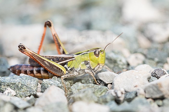Stenobothrus rubicundulus - Wing-buzzing Toothed Grasshopper - Bunter Alpengrashüpfer, Croatia, imago stock-image by Agami/Ralph Martin,