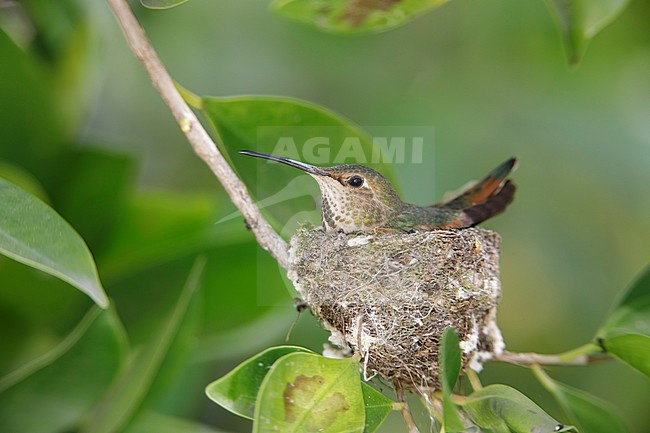 Adult female Allen's Hummingbird (Selasphorus sasin) sitting on her nest  in Los Angeles County, California, USA. stock-image by Agami/Brian E Small,