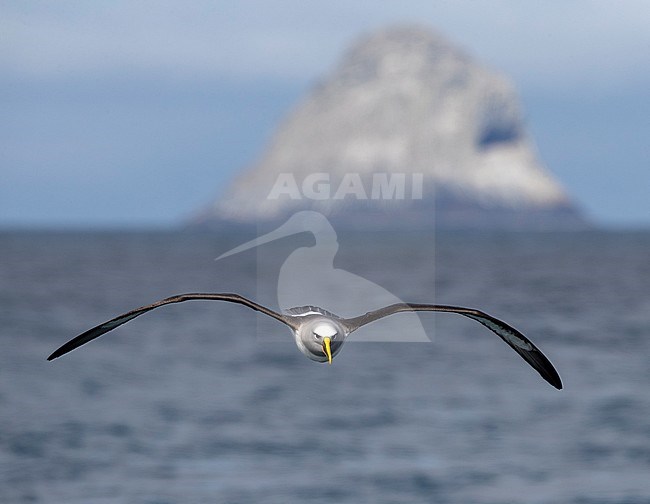 Northern Buller's Albatross (Thalassarche bulleri platei) in flight at open sea off the Chatham Islands, New Zealand. Pyramid Rock in the background. stock-image by Agami/Marc Guyt,