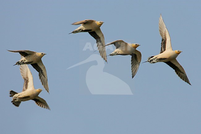 Sahelzandhoen in vlucht; Spotted Sandgrouse in flight stock-image by Agami/Daniele Occhiato,